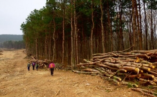 生物質燃料國家支持嗎？環(huán)保嗎？未來前景如何？木屑顆粒機生產廠家告訴你